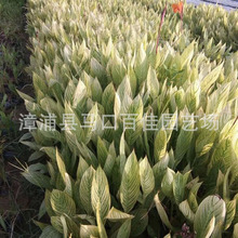 中国园艺行业市场前瞻与投资战略规划分析报告