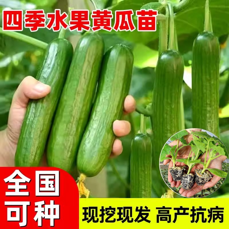 2025园林苗木行业：从“绿色数量”到“绿色质量”的转变